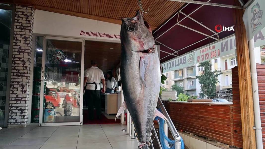 İnsan boyunda dev balık, görenlere küçük dilini yutturdu! O kentte sergileniyor 17